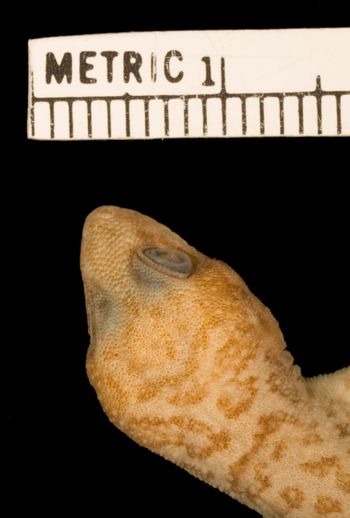 Media type: image;   Herpetology R-31574